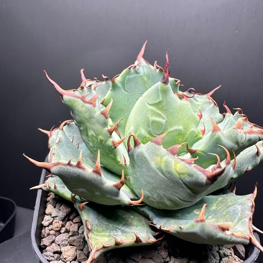 アガベ ⑦コンフェデレートローズ×チタノタ 多肉植物 観葉植物 アガベ