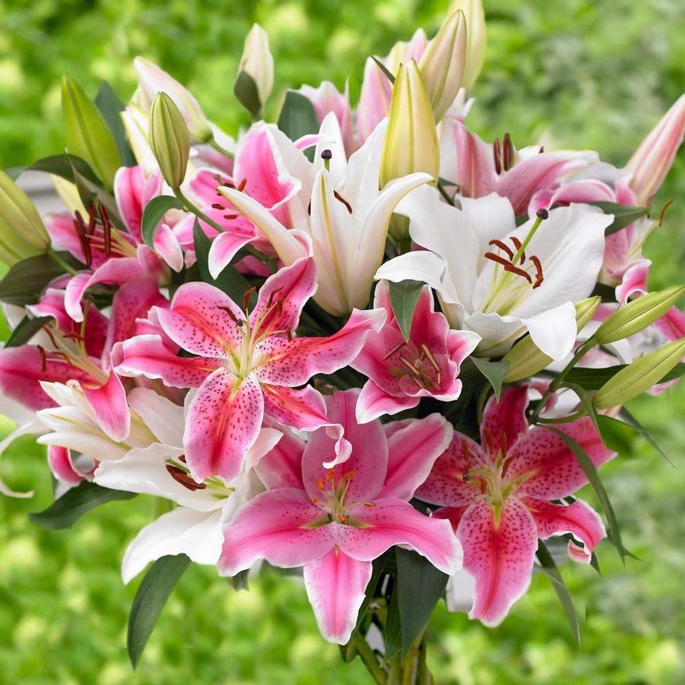 Amazon.com : Oriental Lily Mix (Bulbs) red, Yellow, White Pink, Orange (12)  : Patio, Lawn & Garden