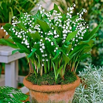 5 Lily of The Valley Bulbs, White Lilies of The Valley Flower Plants Bare Roots for Planting Outdoor Indoor Garden