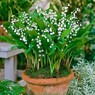 5 Lily of The Valley Bulbs, White Lilies of The Valley Flower Plants Bare Roots for Planting Outdoor Indoor Garden