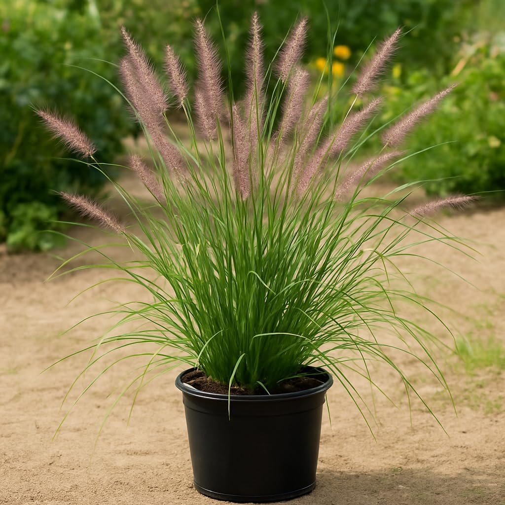 Perennial Farm Pennisetum 'Karley Rose' – Live Ornamental Grass in #1 Container, Rosy-Mauve Plumes, Graceful Arching Habit, Drought Tolerant, Ideal for Borders, Slopes & Landscape Accents