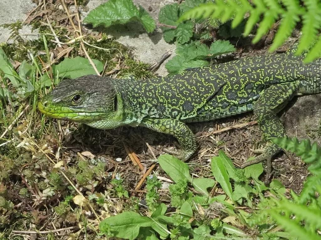 TodoCultivo Repelente de Serpientes, lagartos y Otros Reptiles.450grs (150m2) Granulado ahuyentador de Serpientes de Alta eficacia. No venenoso.