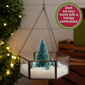 D'Eco Glass Mini Hexagon Display - Tabletop or Hanging Planter Terrarium - Spring Home & Wedding Decor - Fill with Succulents, Cacti, Air Plants, Moss, Flowers for Plant Lovers