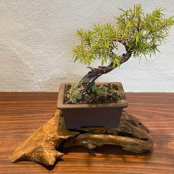 Amazon.co.jp: 866 花台 盆栽台 流木インテリア 生け花 : おもちゃ