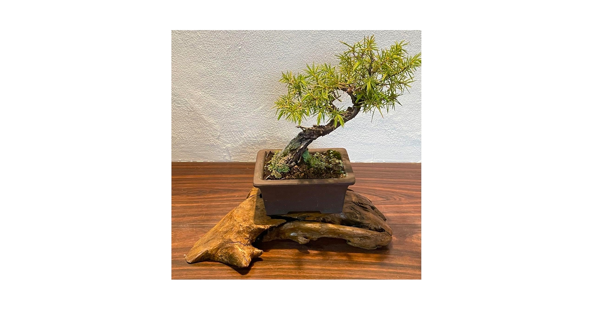 盆栽台・花台 Amazon.co.jp: 866 花台 盆栽台 流木インテリア 生け花 : おもちゃ