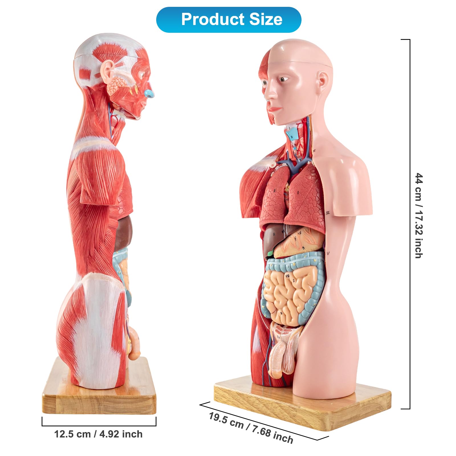 16 Stück Abnehmbares 17 Zoll Menschliches Torso Anatomie Modell mit Herzkopf Schädel Gehirn Skelett Modell für Medizinstudent, Menschlichen Körper Deluxe Muskulatur Modell, Lab & Klassenzimmer Verwend