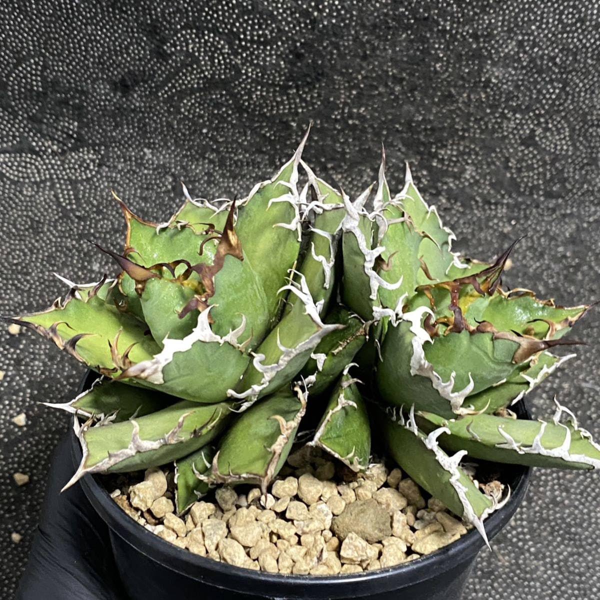 ② アガベ　シーザー　発根済 管理No.31289181】アガベ シーザー（発根済） | Agave titanota