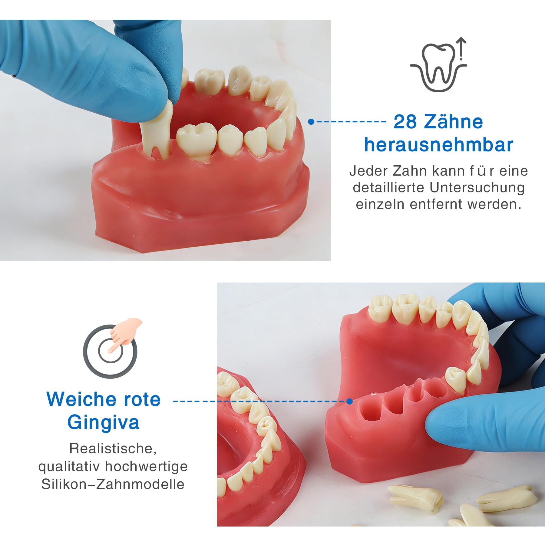 Zahnmodell Realistisch - 28 Zähne Herausnehmbar Dentalmodell mit durchsichtiger Acryl-Abdeckung und weichem Gummigumm Ideal für Zahnmedizinstudenten und Ärzte