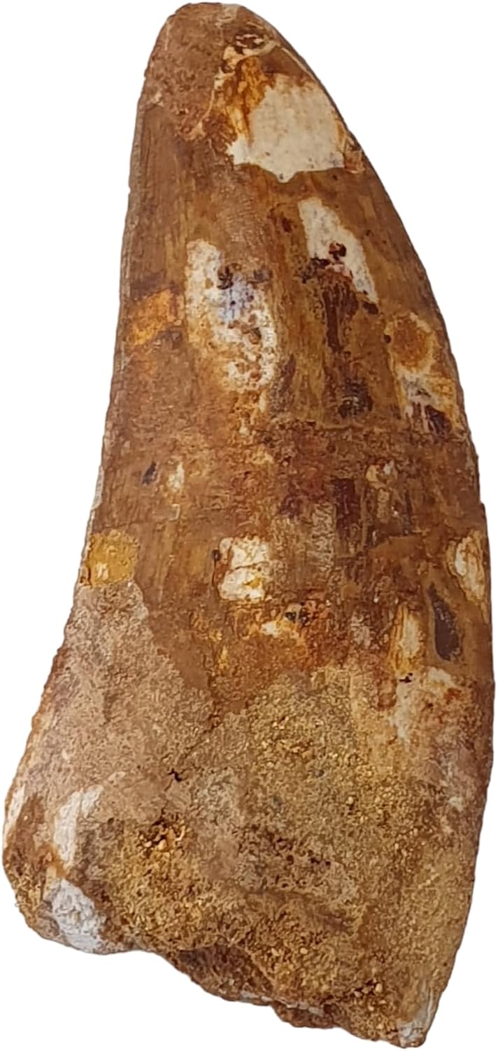 Carcharodontosaurus saharicus (Tooth) African Trex Dinosaur Fossil Fossils DABO16