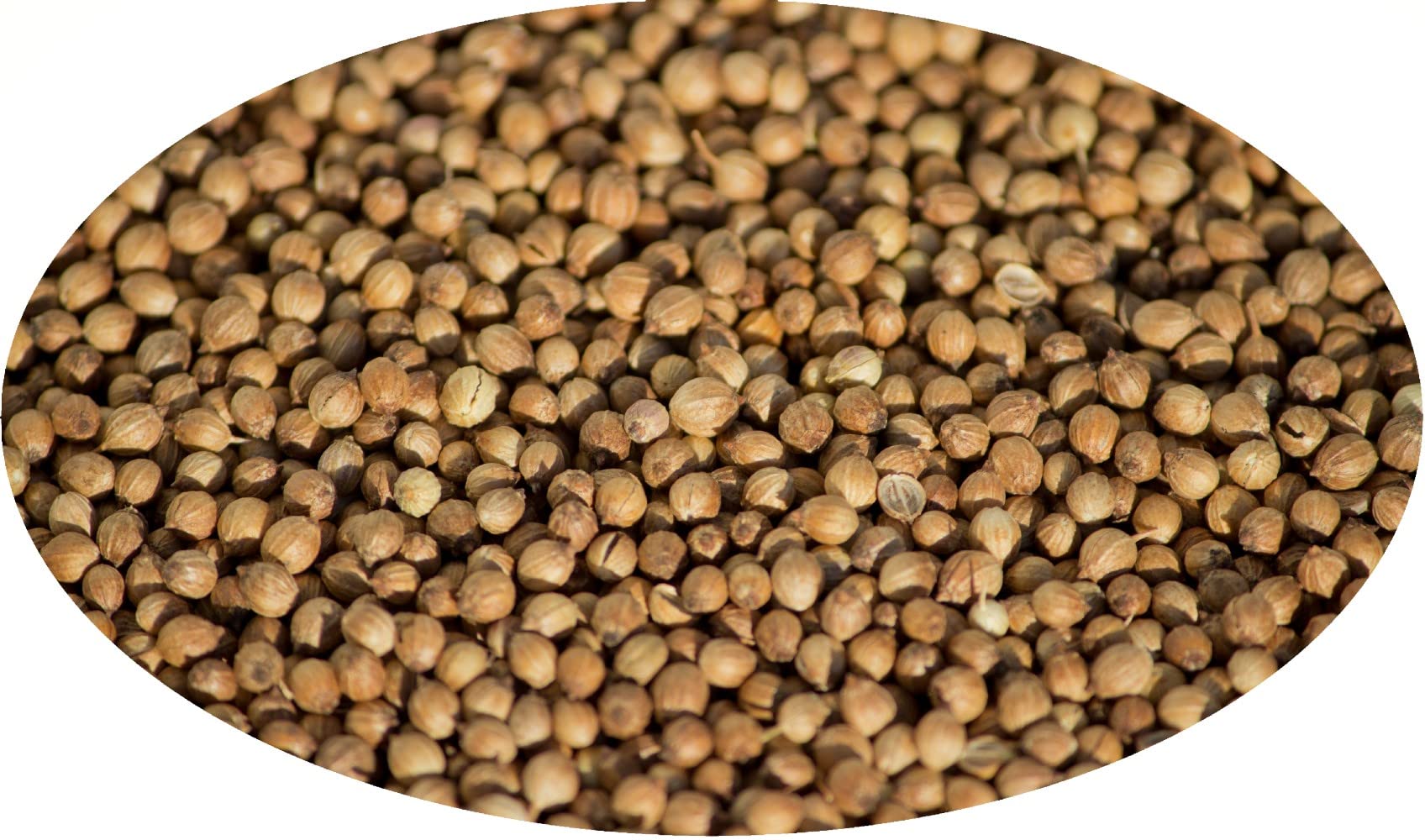 Eder Gewürze - Coriandre en grains - 1kg
