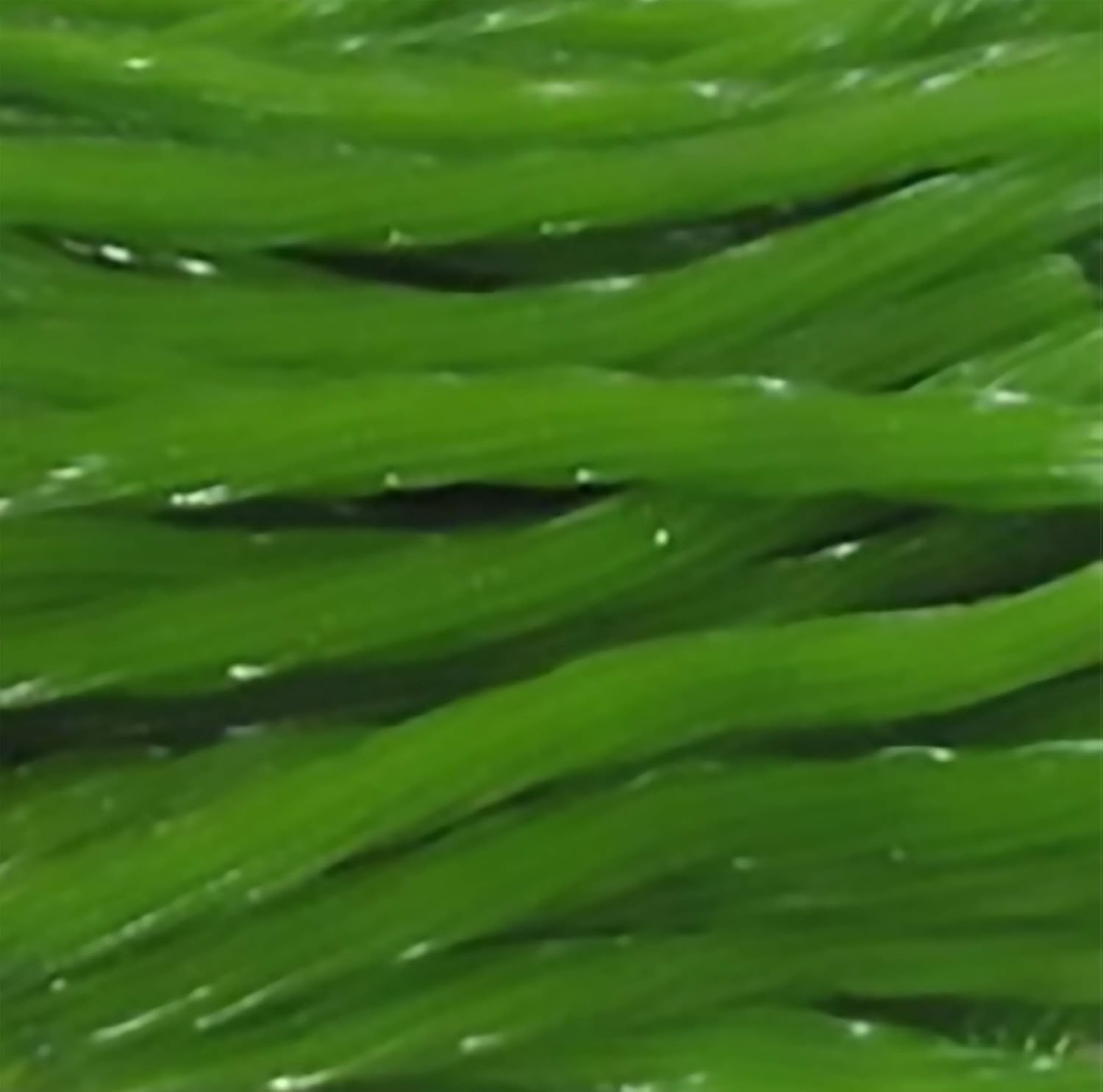 Arndts Fudgery Amish Licorice Twists - Three 16 Oz Pkgs. - Green Apple