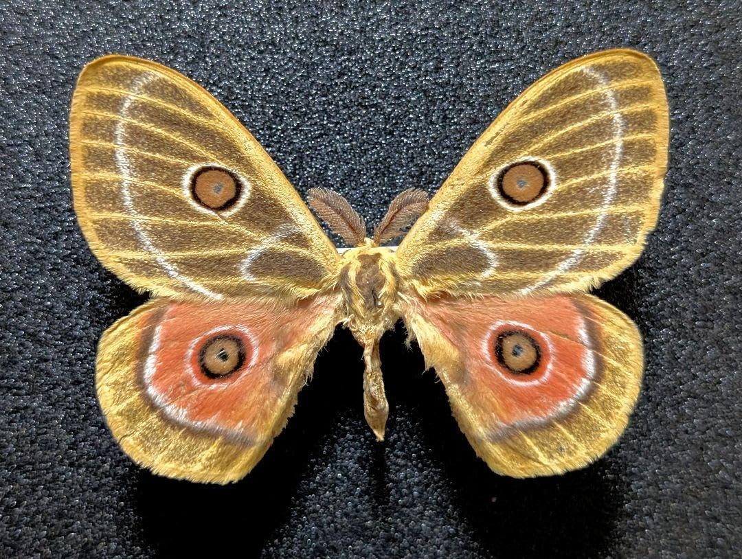 超入手困難種 レンダリトラフヤママユ 蛾 標本 日本のヤママユガ