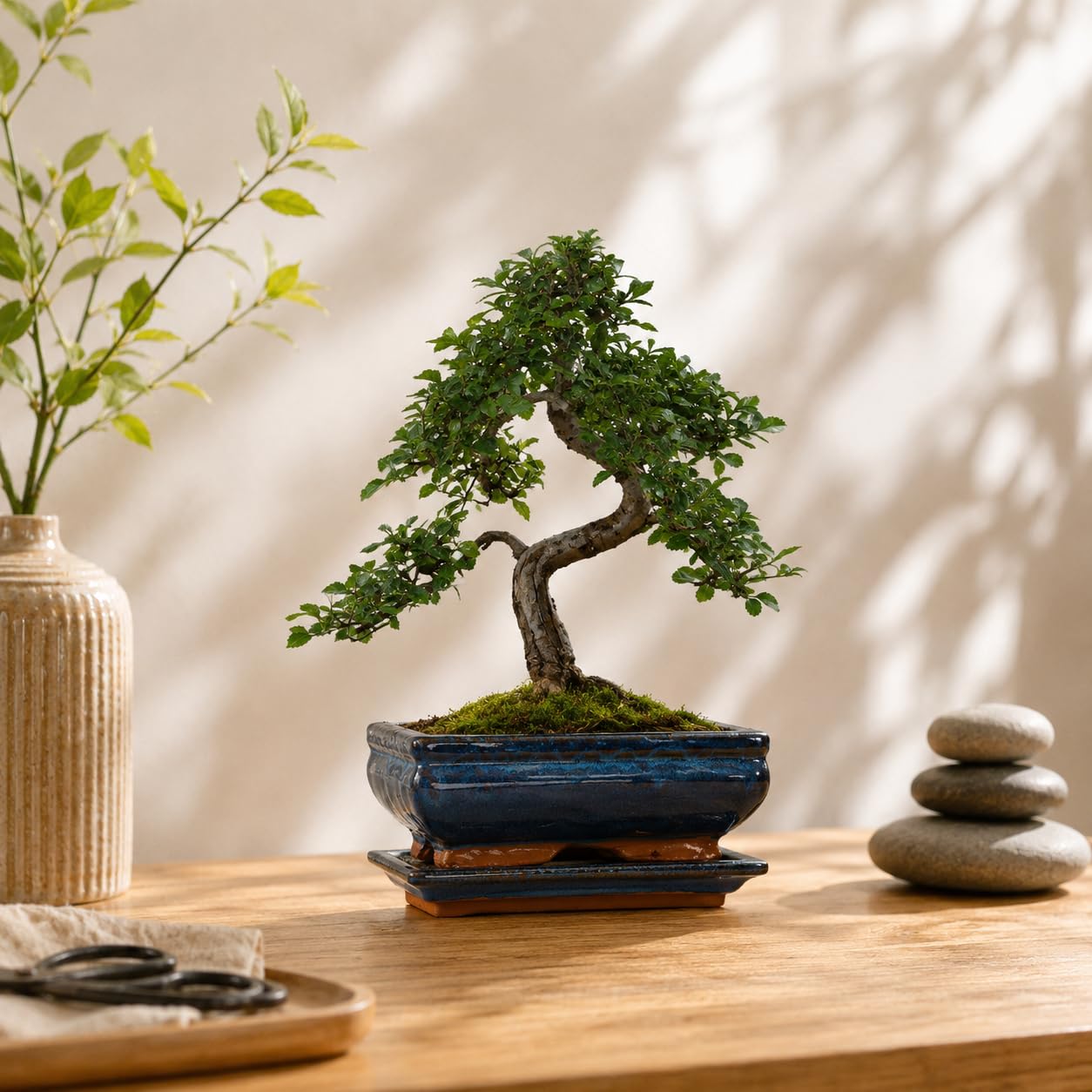 Chinesische Ulme Bonsai Baum Indoor & Outdoor – Echter Bonsai im 20cm Topf mit Untersetzer – Pflegeleichter Zimmerbonsai mit Winterschutz