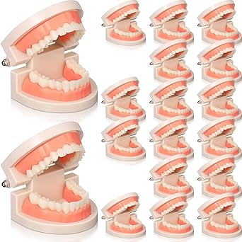 Nuanchu 16 Pcs Dental Teeth Model Standard Teeth Models Plastic Mouth Model Dental Demonstration Model Teaching Study Supplies for Kids Teaching Dentist Dental Students Clean Display, 3.15 x 2.2 in