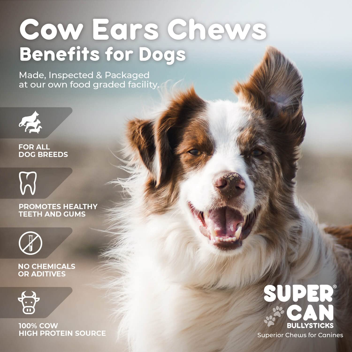 Are Pig Ears Bad For A Miniature American Shepherd