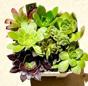 青緑色の多肉植物*9 青緑色の多肉植物*9