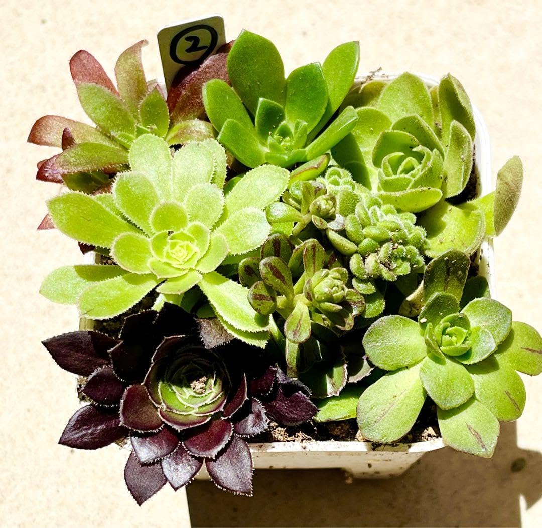 Amazon｜多肉植物 アエオニウム 9種類 ②｜観葉植物 オンライン通販