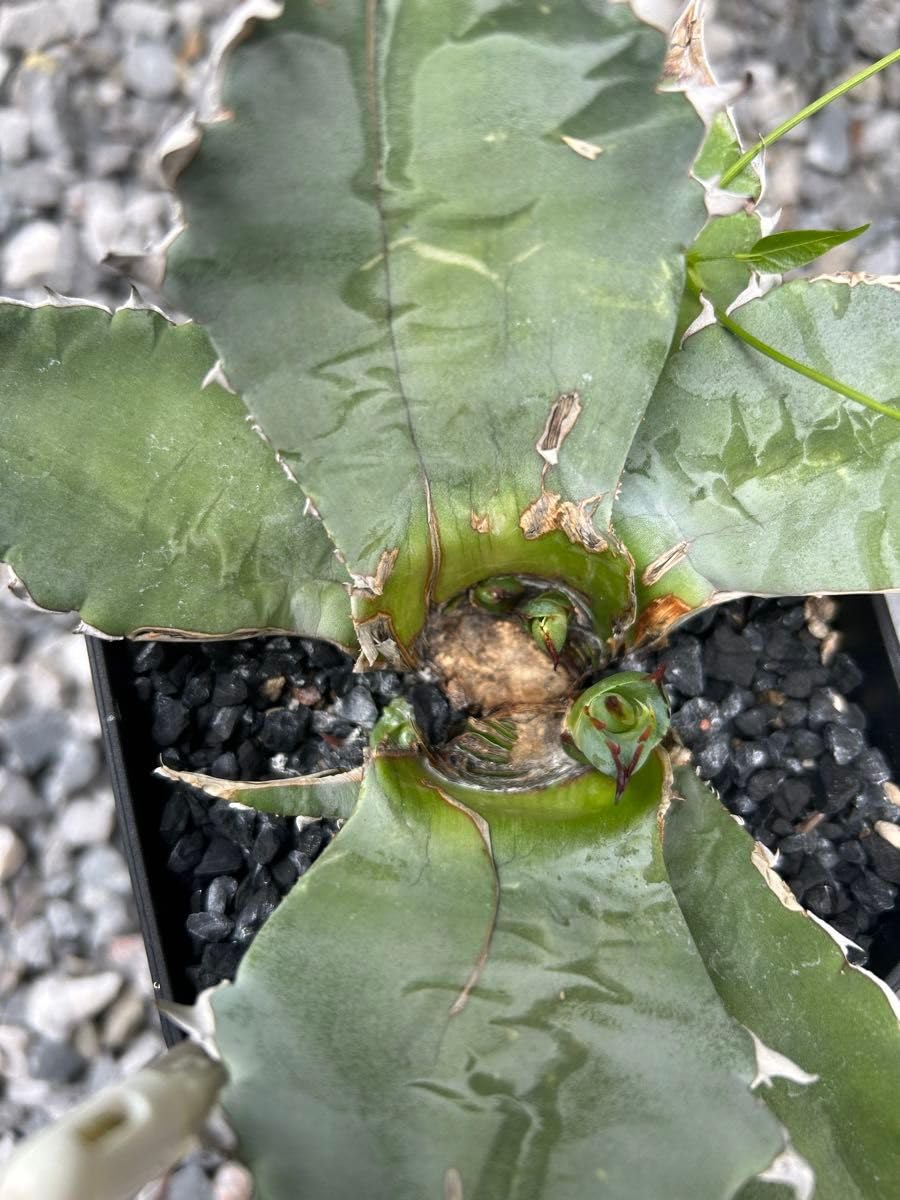 Amazon.co.jp: アガベ チタノタ BB 親株ごと。 : ホーム＆キッチン