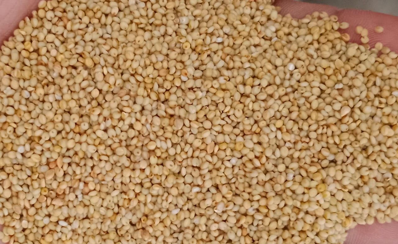 SIRI Millets | Organic Browntop Millet - Unpolished and Processed Grains (Korale)