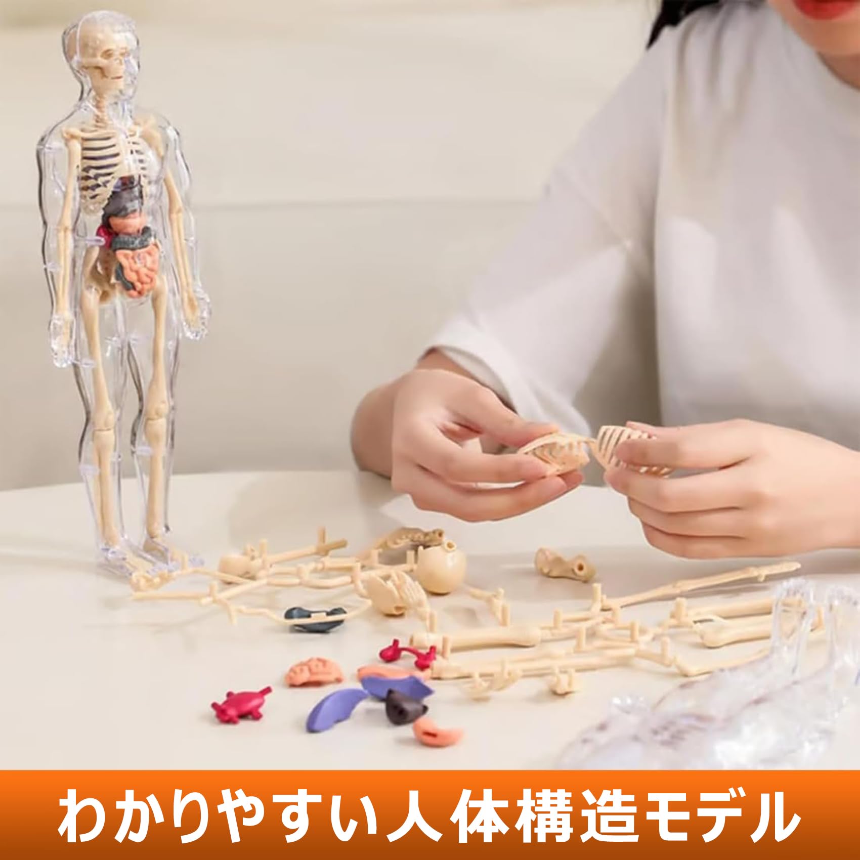 Amazon.co.jp: 人体模型 教育モデル 解剖学学習 DIY組み立て 取り外し