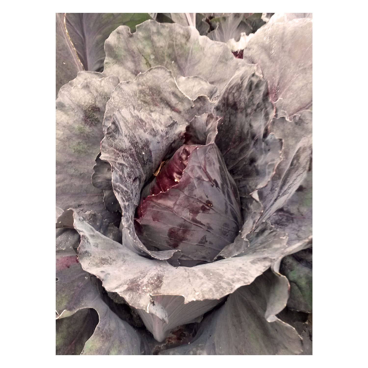 BIO Rotkohl Samen 'Kalibos' – Samenfest, 100 Samen, Mild-süßlicher Spitzkohl, Für Freiland & Balkon