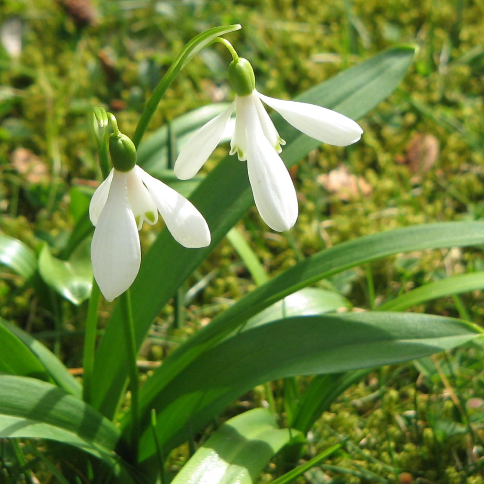 Carbeth Plants - 100 x Giant Snowdrop Spring Bulbs - White Galanthus Woronowii Early Spring Flowering Perennials - UK Hardy Pollinator Friendly - Grow in Beds, Borders and Patio Pots