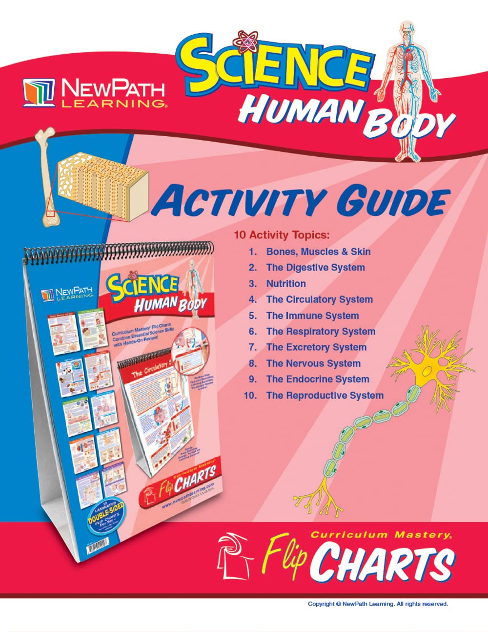 NewPath Learning 10 Piece Human Body Science Curriculum Mastery Flip Chart Set, Grade 6-10 - Image 4