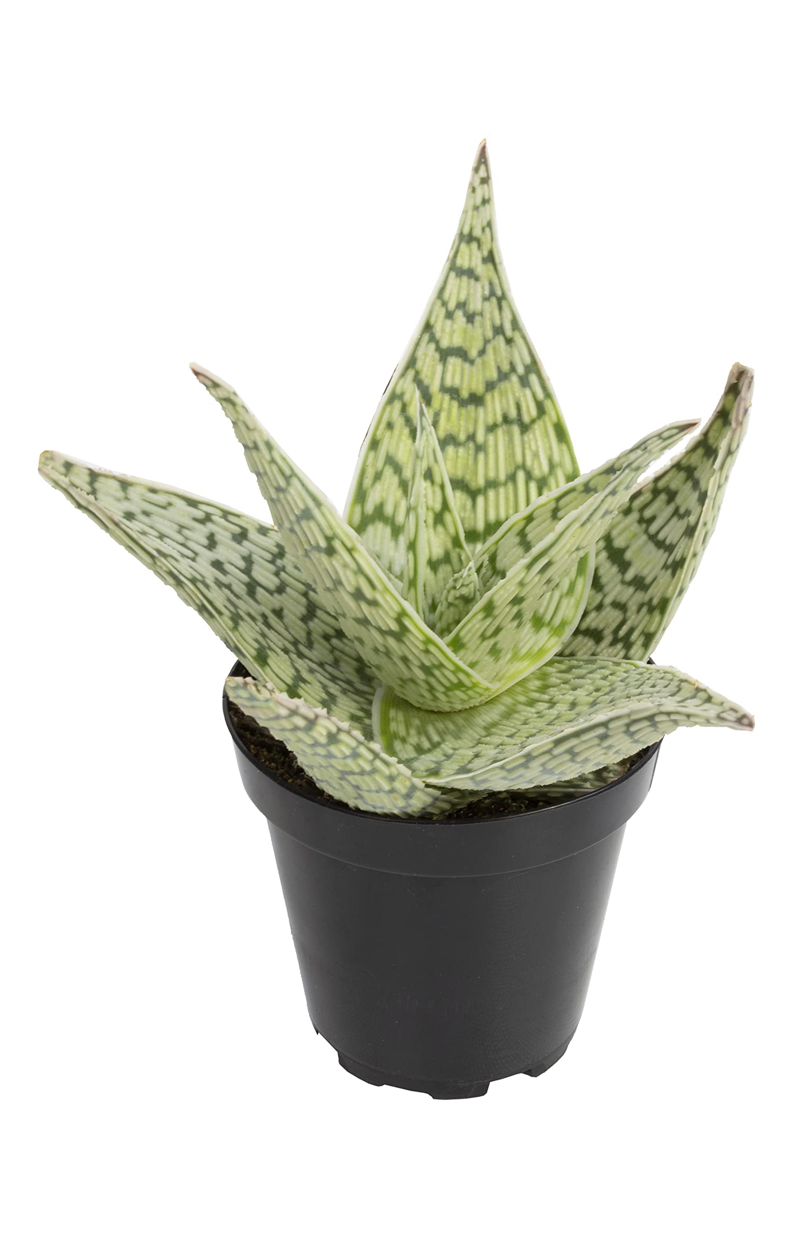 Plants for Pets Star Aloe with Pot