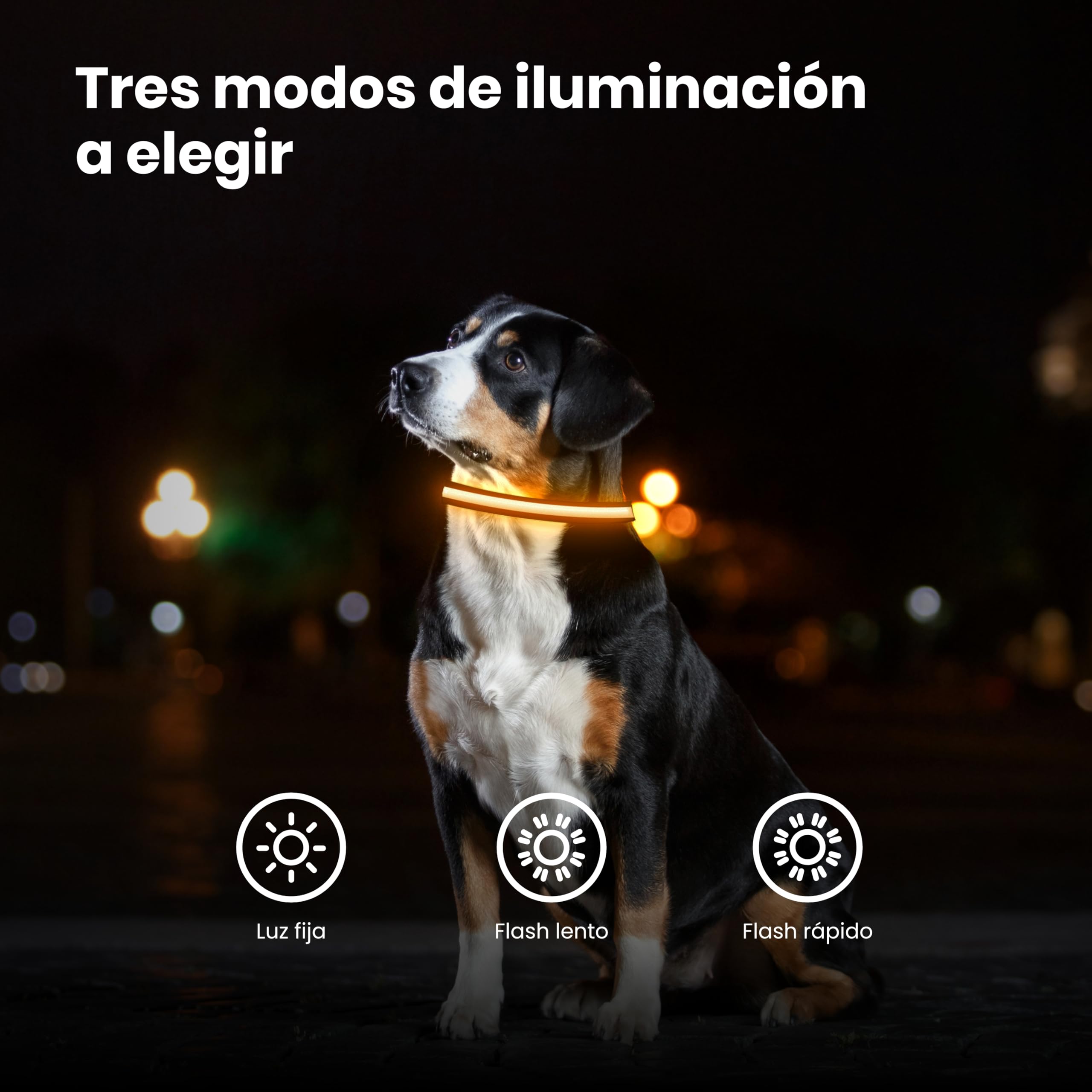 Collar LED Recargable PetTec – Extra Brillante, USB Y Sumergible – Seguridad Para Perros (Colores Verde, Azul, Rojo, Rosa, Púrpura)