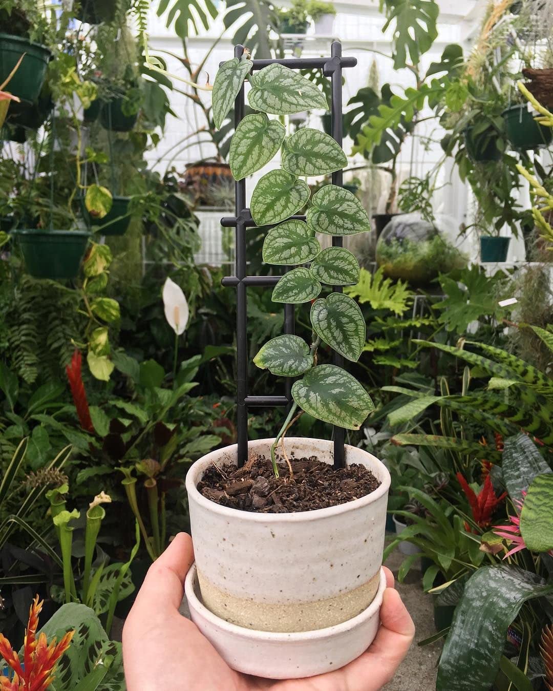 homalomena philodendron Homalomena Pink Diamond 4” Exact Plant – Rare Foliage Plant Co main image 0