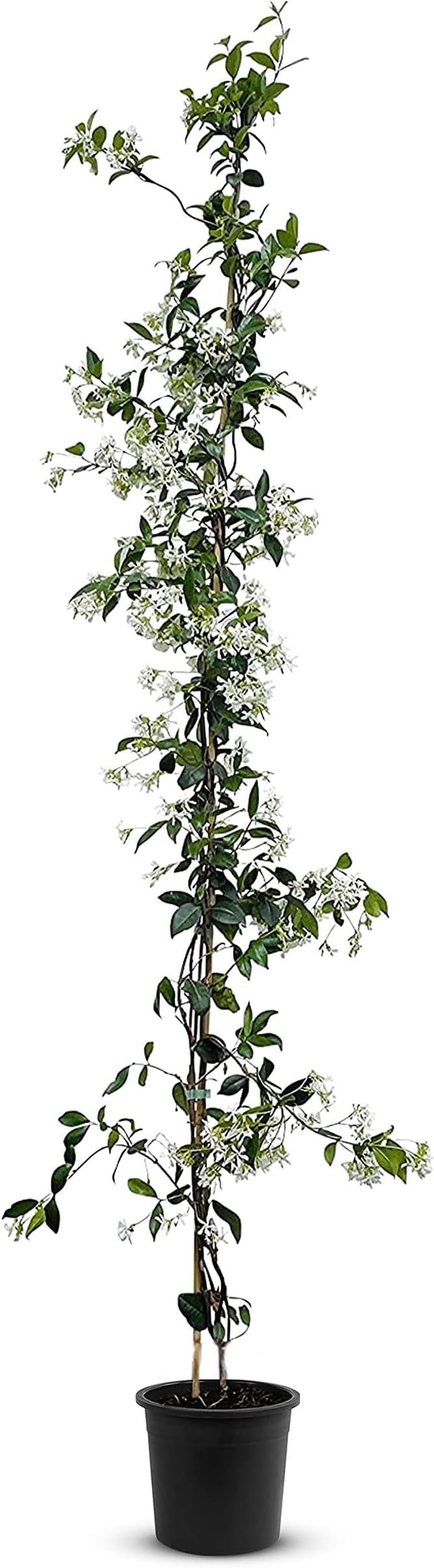 BALDUR Garten Schneeweißer DuftJasmin, 1 Pflanze, Philadelphus