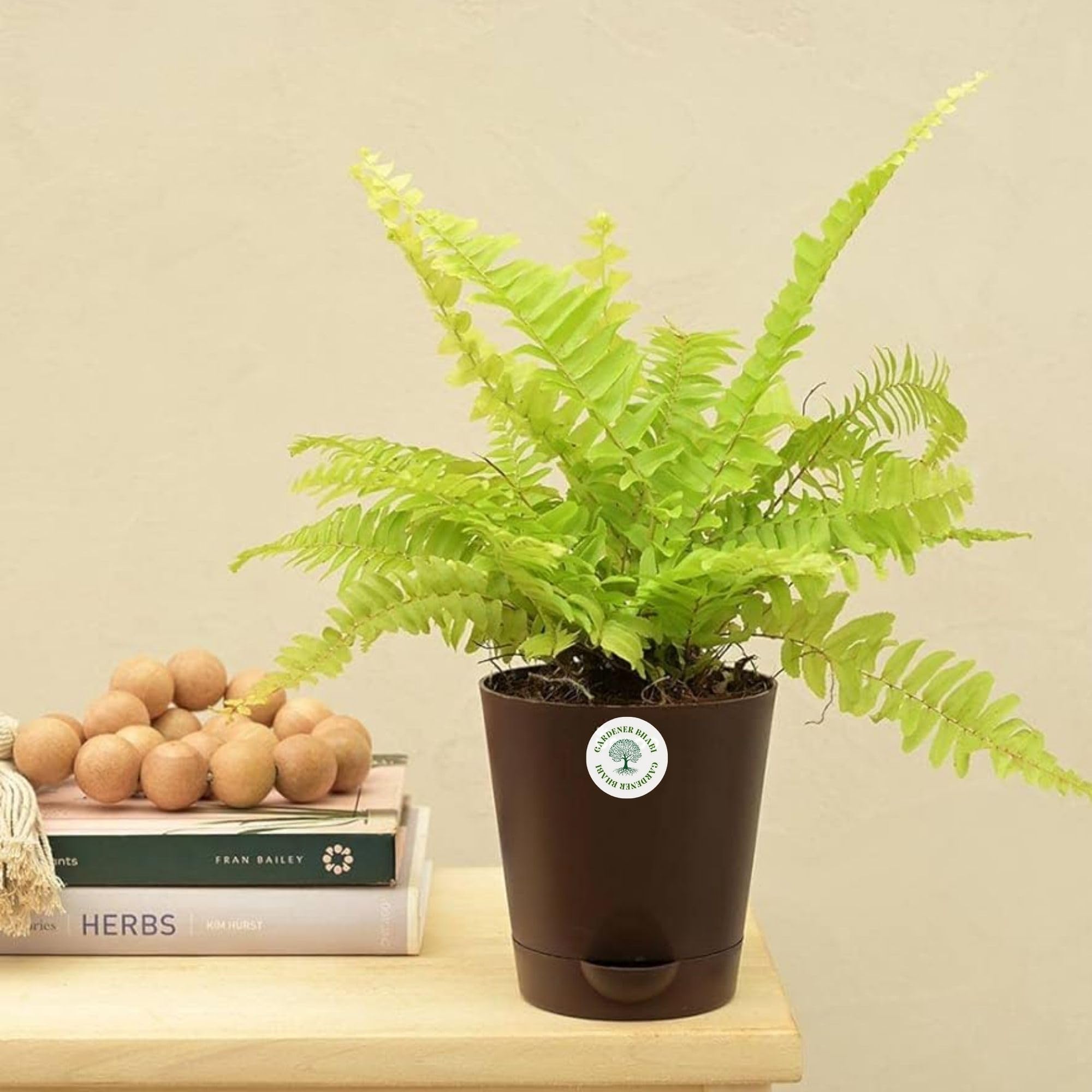 Gardener Bhabi Golden Fern Indoor Plant With Self Watering Pots Best for Living Room