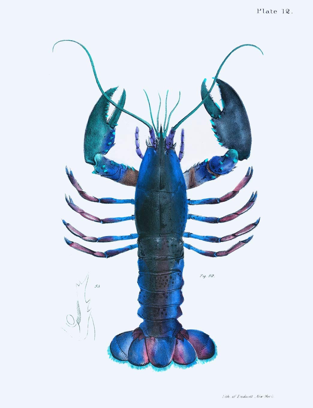 Blue Lobsters: Notebook pages are half blank and half gridded for all of your projects or notes