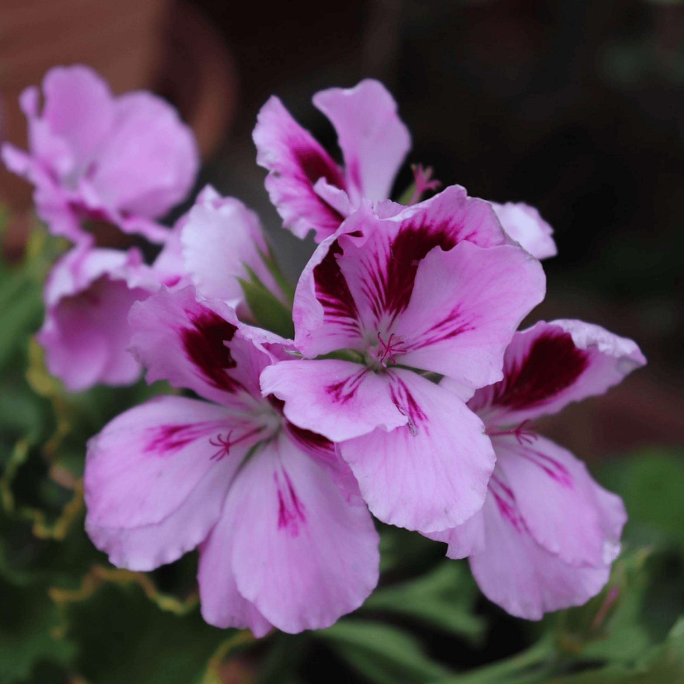 Plant in a Box - Pelargonium - Set da 6 pezzi - 3 diversi tipi - Anti-zanzara - Vaso da fiori 10,5 cm - Altezza 15-25 cm