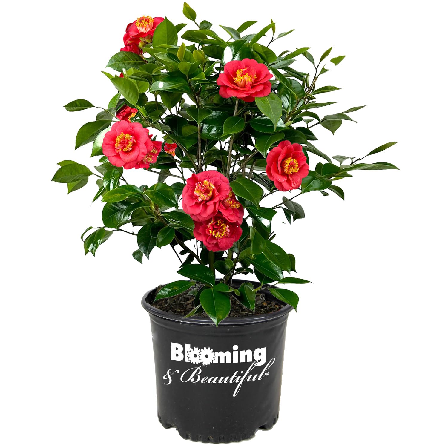 April Tryst Camellia