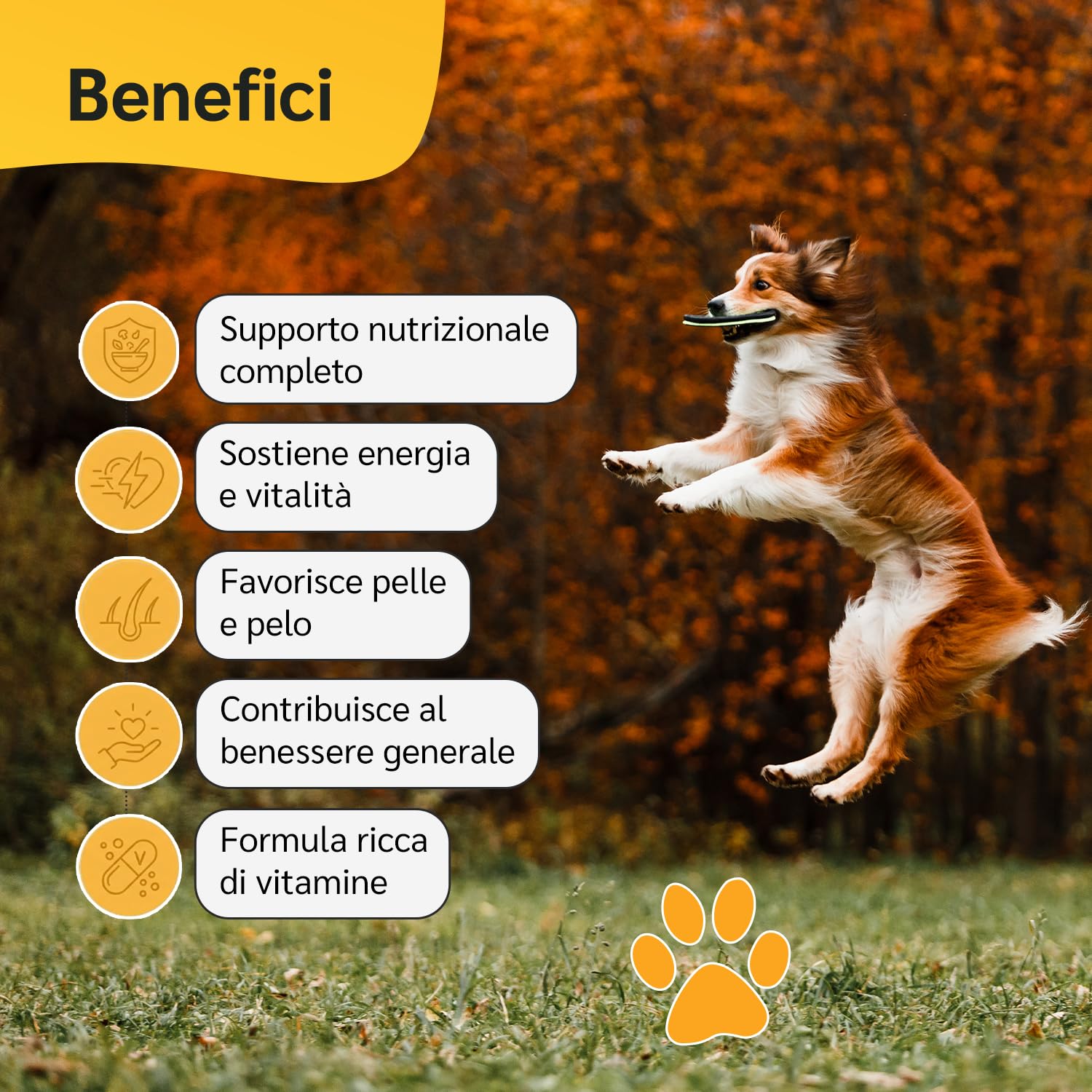 amusi Multivitaminico + Articolazioni Per cani e gatti: Integratore 120 Compresse con Vitamine, Taurina e Lievito + Supporto Articolare 125 Compresse con Glucosamina, Condroitina, MSM e Curcuma