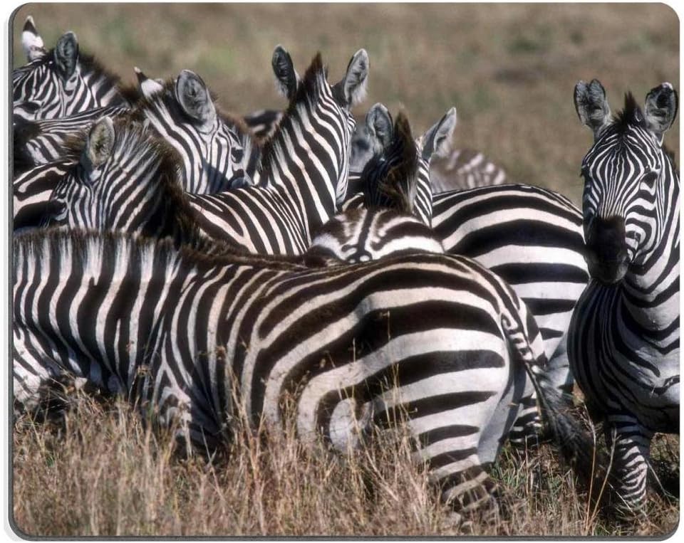 zebras herd zeal prarie animals Mouse Pads Customized Made to Order Support Ready 9 7/8 Inch (250mm) X 7 7/8 Inch (200mm) X 1/16 Inch (2mm) Eco Friendly Cloth with Neoprene Rubber Liil Mouse Pad Desktop Mousepad Laptop Mousepads Comfortable Computer Mouse Mat Cute Gaming Mouse pad