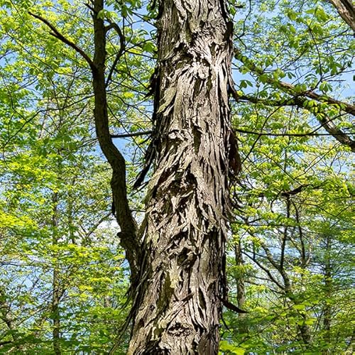 Live Tree Seedling for Planting - Grow Live Tree Plants - No Ship to California (Shagbark Hickory)