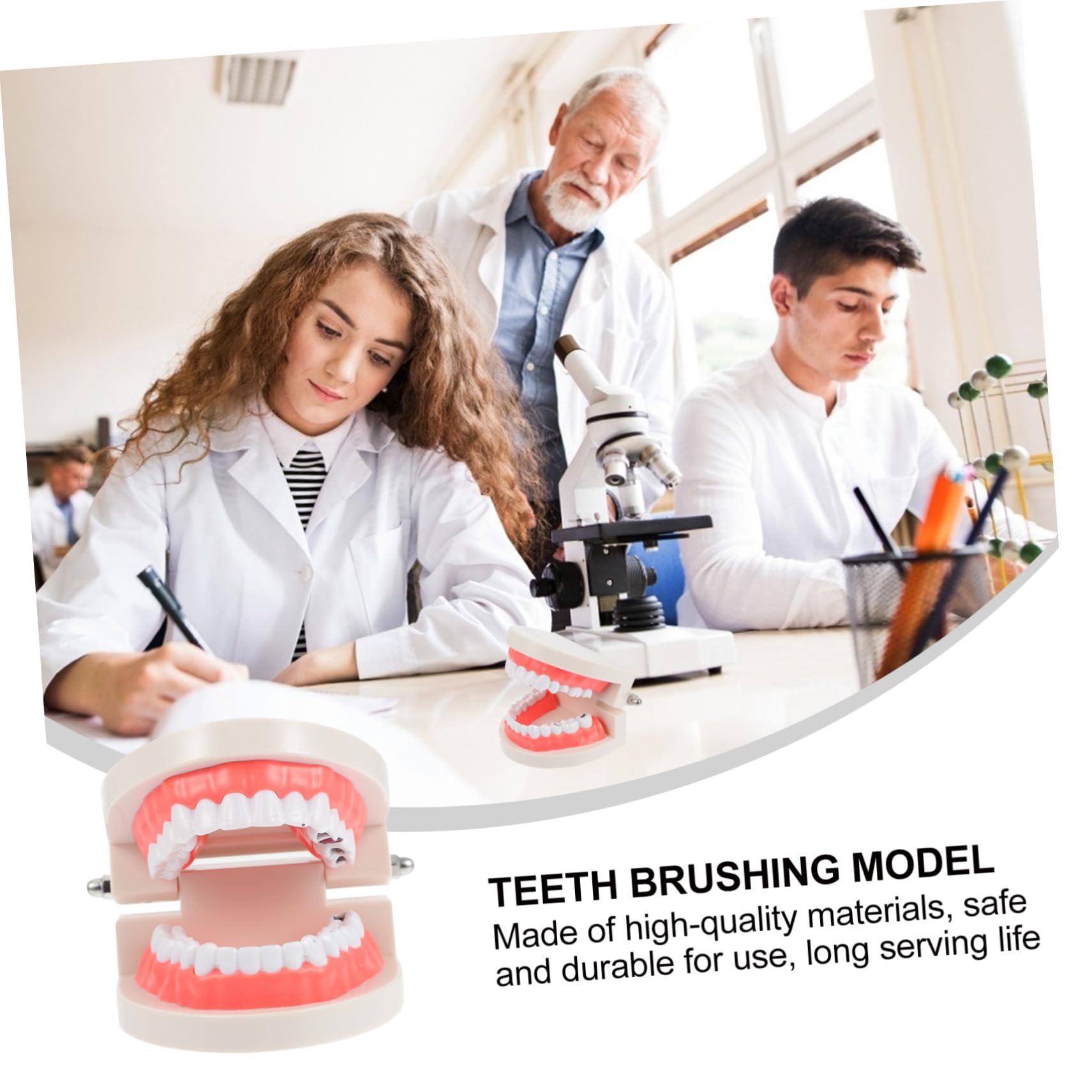 MAGICLULU Modèle de Dents pour Coordination Main-œil Blanc Éducatif en Résine Jouet Pédagogique pour Garçon et Filles pour École et Démonstration de Brossage Dentaire