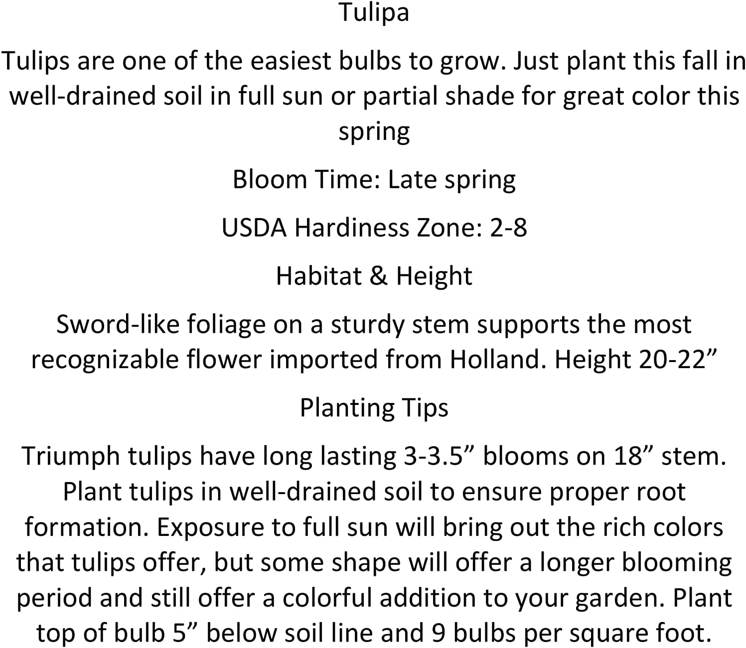 100 All in One Mixture - 50 Tulips Bulbs and 50 Daffodil Bulbs a Colorful Mix of Tulips and Popular Dutch Master Daffodils!