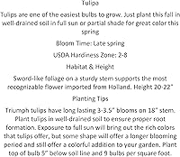 Vista 3 de 100 bulbos de tulipán de mezcla pastel - Tulipa Triumph Leído para la primavera.