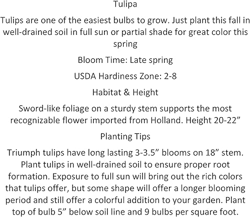 Miniatura 9 de 100 bombillas de tulipanes desfiles híbridas Tulipa Darwin bolsa de gangas para paisajistas Ideal para plantar en otoño