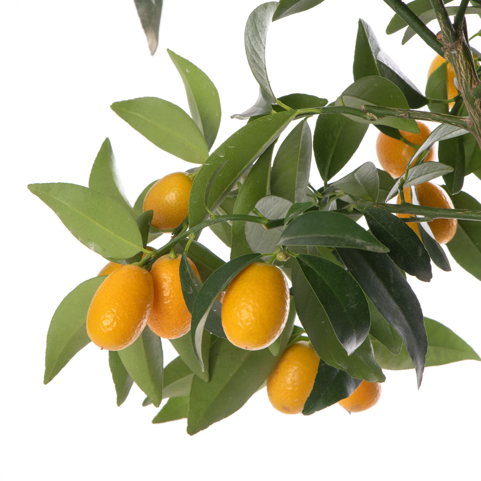Grand arbre de kumquat citronné, cultivez vos propres fruits à la maison en intérieur ou en extérieur. Jardin.