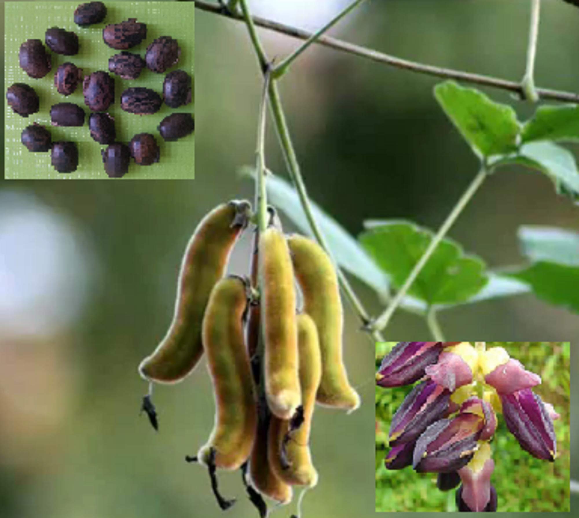 See full amazon price history chart for SS Naturals Cowitch Raw Black, Mucuna Pruriens, Bengal Velvet Bean, Florida, Lacuna, Lyon, Trellis, Fence Plant Seed, 20+ Seeds for Growing SS Naturals Cowitch Raw Black, Mucuna Pruriens, Bengal Velvet Bean, Florida, Lacuna, Lyon, Trellis, Fence Plant Seed, 20+ Seeds for Growing (B07VT8MH7V) Amazon Price History, Amazon Price Tracker