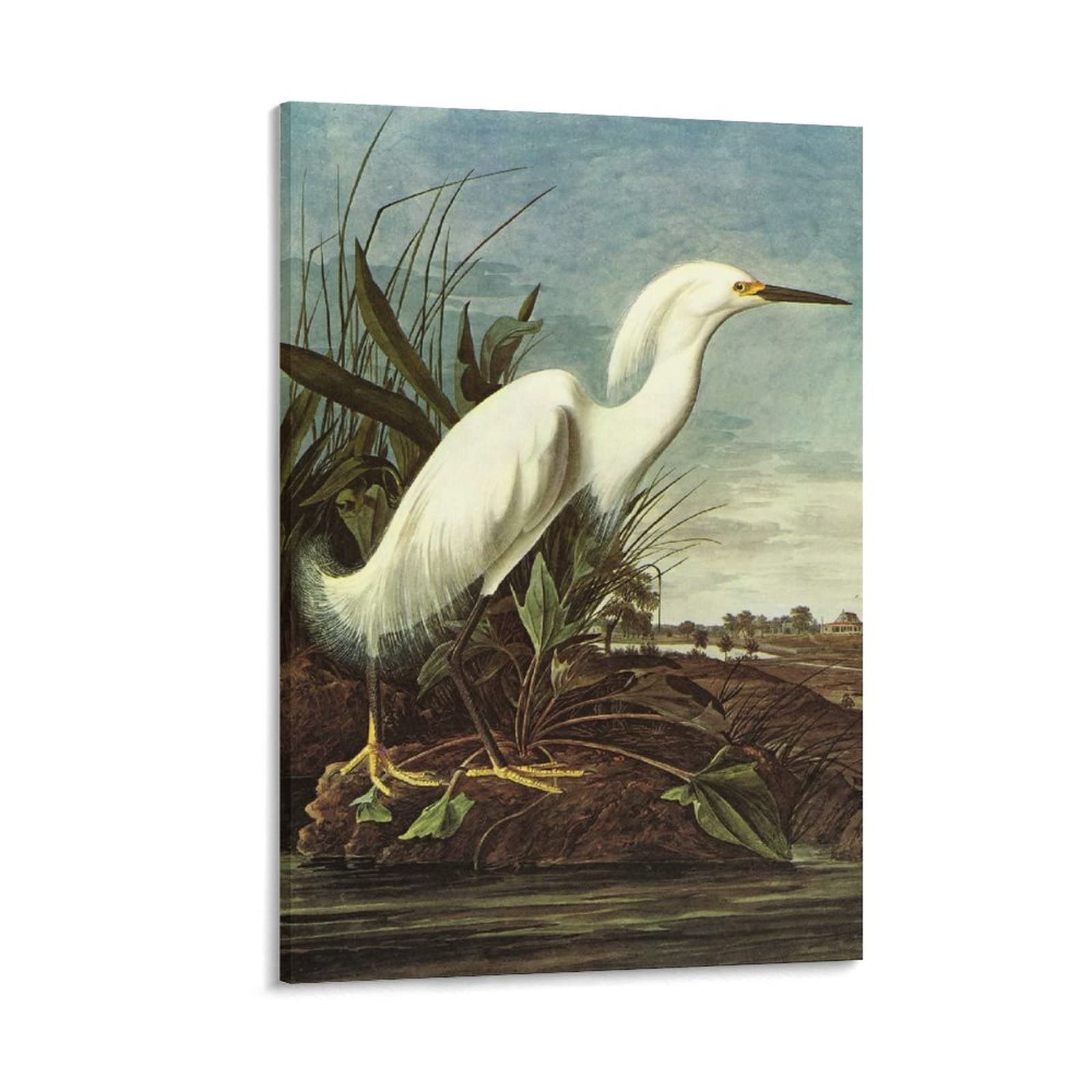 JIANGFU American Bird Artists John James Audubon Snowy Egret Poster Posters Art Print Wall Photo Paint Poster Hanging Picture Family Bedroom Decor Gift 08x12inch(20x30cm)