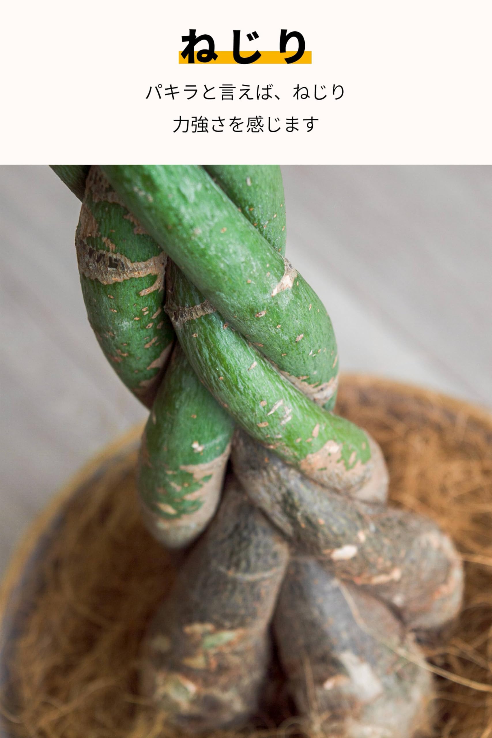 Amazon｜[ miipas ] パキラ 7号鉢 編み込み ねじり 本物 大型観葉植物