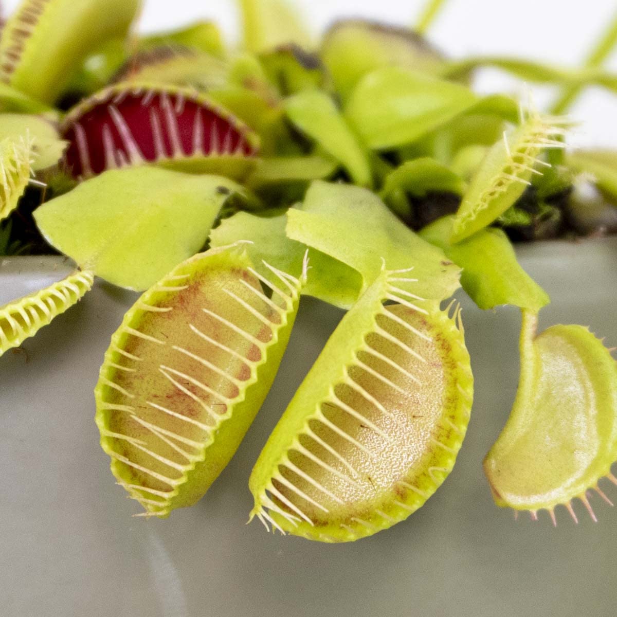 Bloomique - Lot de 2 - Dionaea Muscipula - Dionée Attrape-Mouche - Plante Carnivore - Plantes d’intérieur - Hauteur 10-15 cm - Pot 12 cm