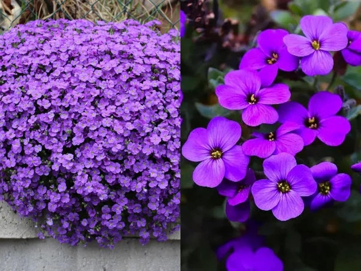 Aubrieta Seeds - Purple Rock Cress Flowers -1