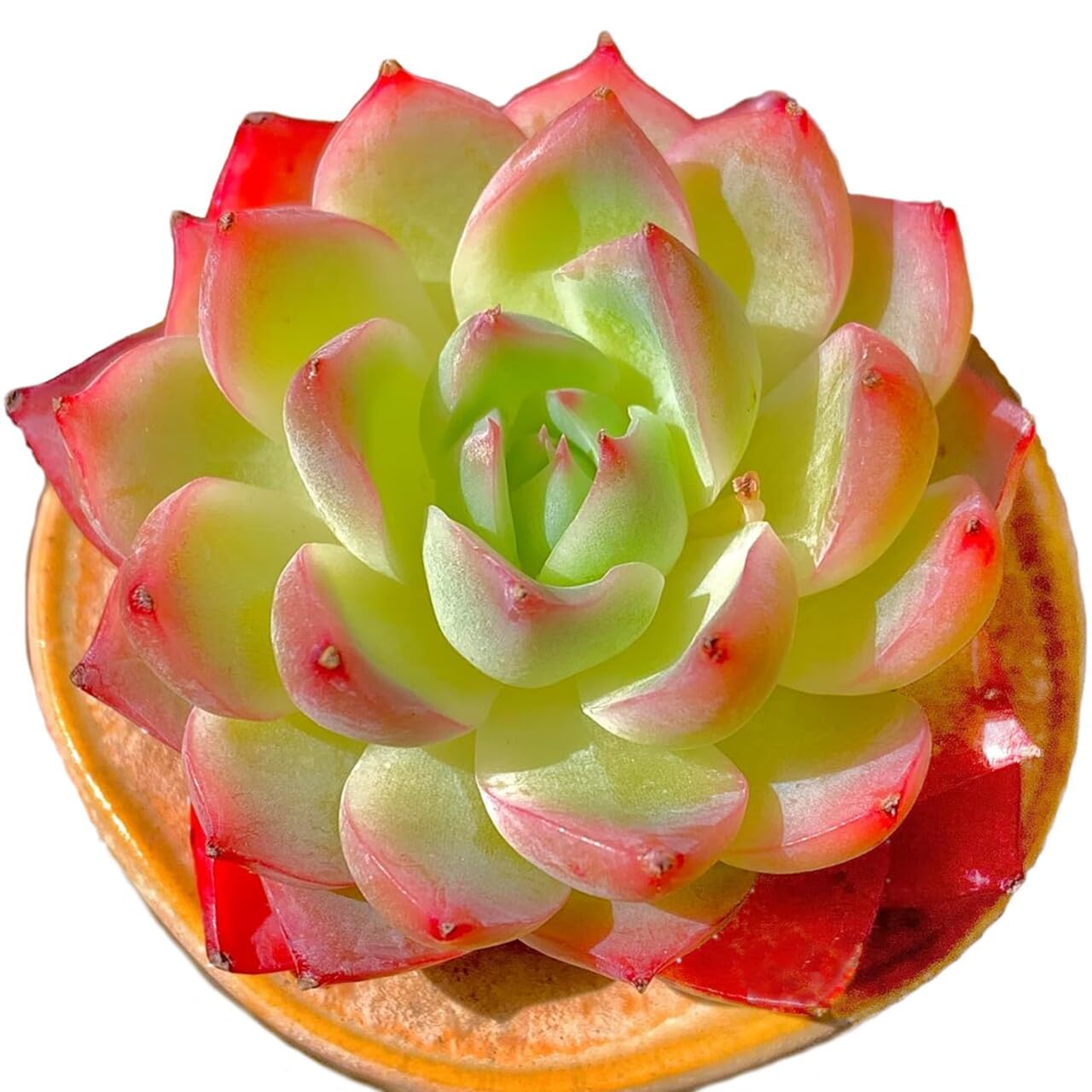 Echeveria Crystal Rose