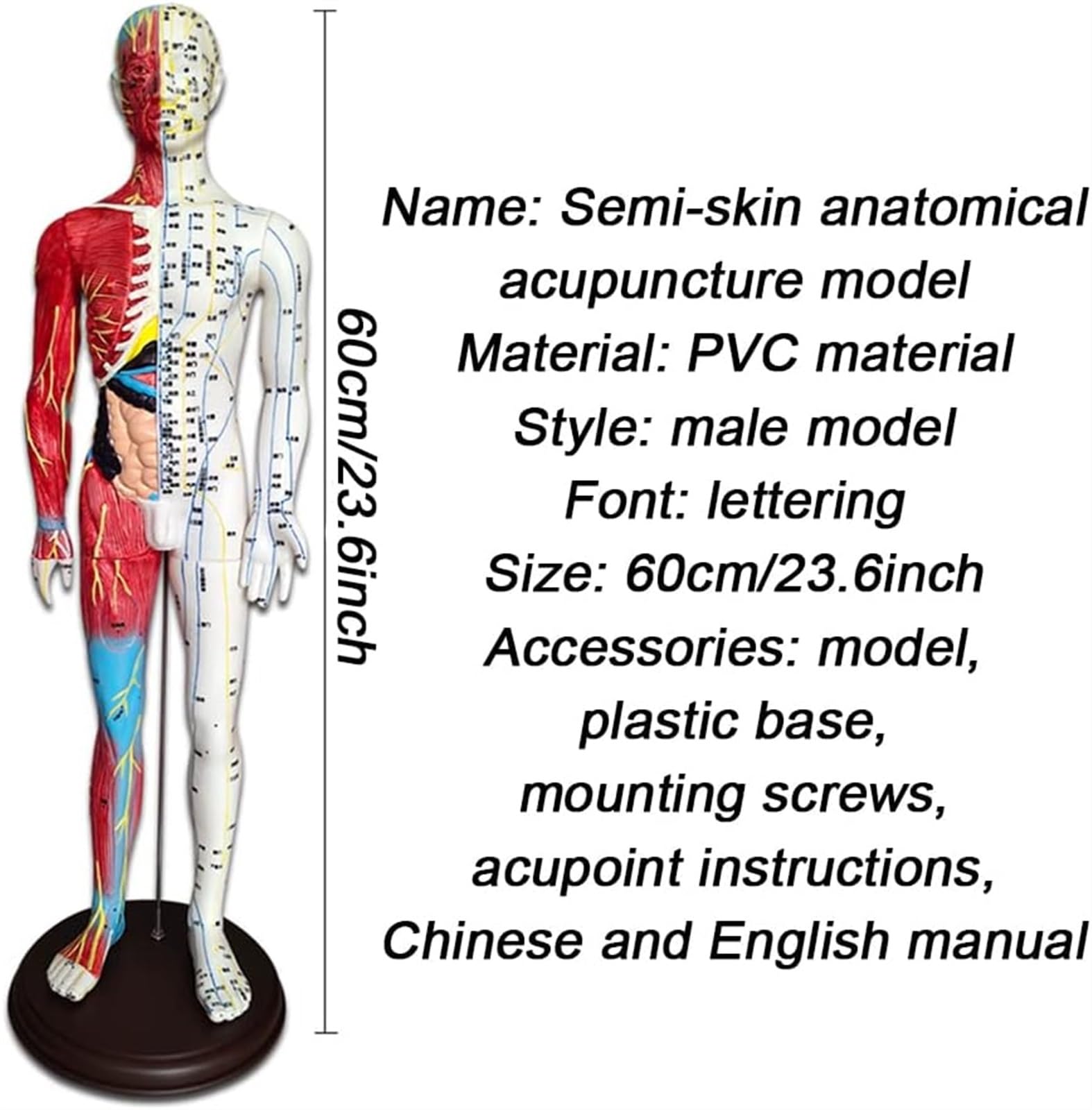 BuTkus Akupunktur- und Muskelanatomisches männliches Modell, 60 cm/23,6 Zoll – for Akupunkturisten und andere medizinische Fachkräfte, die Lehr- und Bildungsbedarf ausbilden